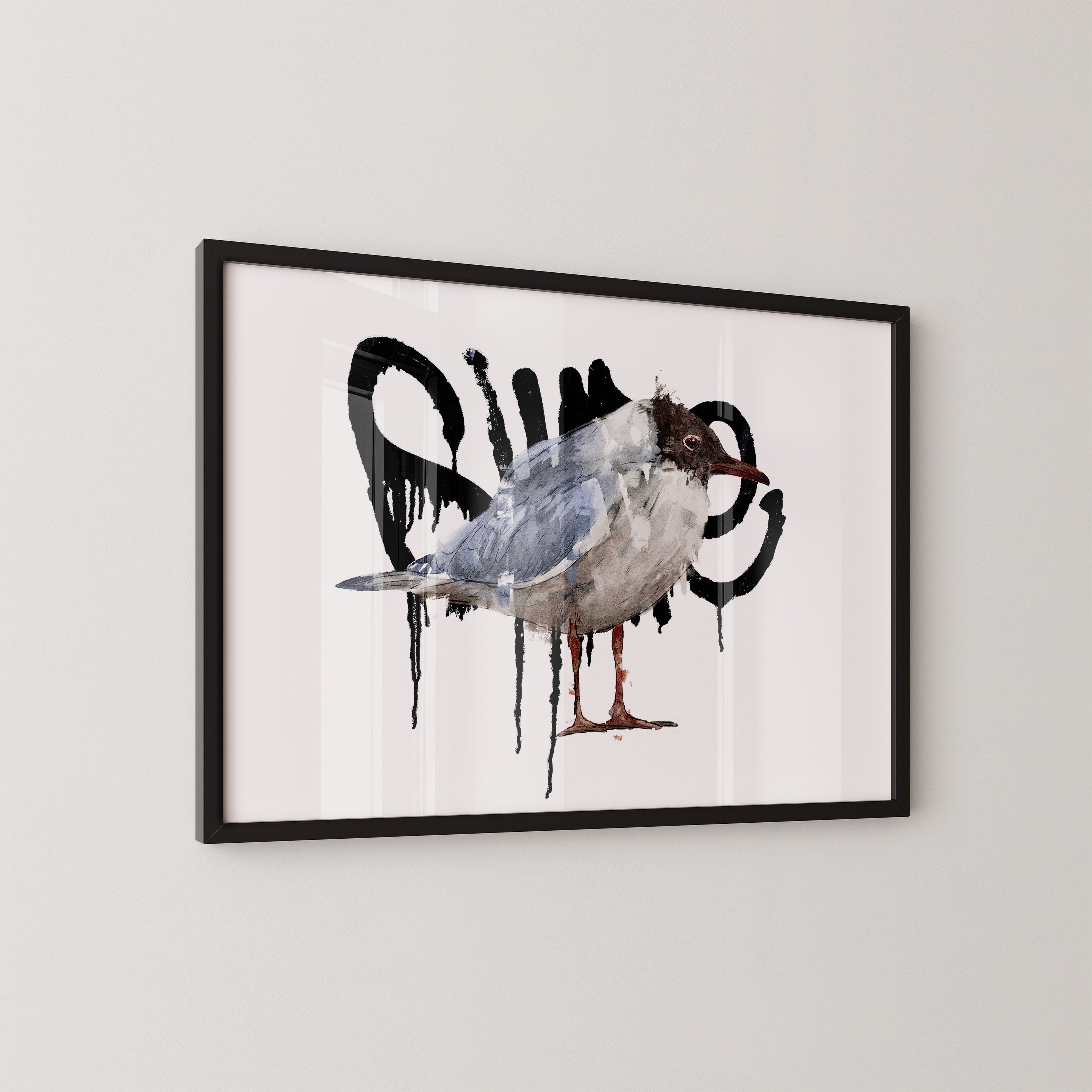 Black Headed Gull