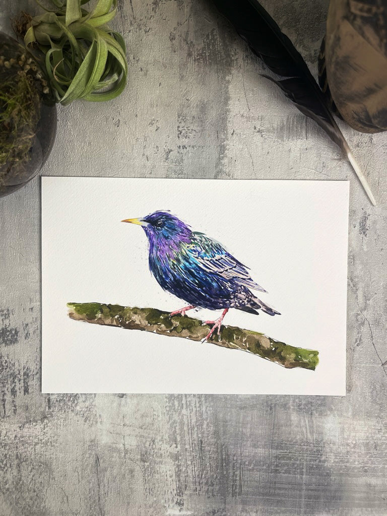 Starling